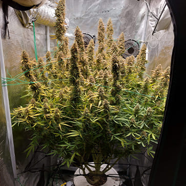 Cannabis seeds Auto Big Bud Feminised Silver - 500 pcs